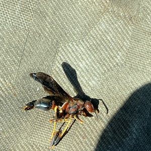 Meet your Posher, Patrick